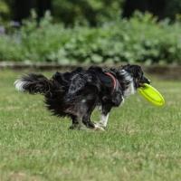 Petİnka® Hem  Eğitici Ve Hem Eğlenceli Yuvarlak Hafif Ağırlıklı Köpek Frizbi Oyuncağı