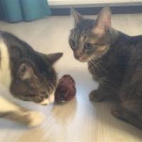 Petİnka® Kurmalı Kedi Eğitim Oyuncağı Tüylü Peluş Fare Yakalama İnteraktif Sevimli Eğlenceli Oyuncak