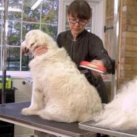 Petİnka® Uzun Tüylü Köpekler İçin Kolay Tarama Fırçası Temizlenebilir Çelik Tarak Tüy Toplayıcı